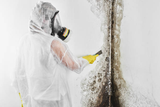 Why You Should Choose Our Mold Remediation Services in Taylor, TX